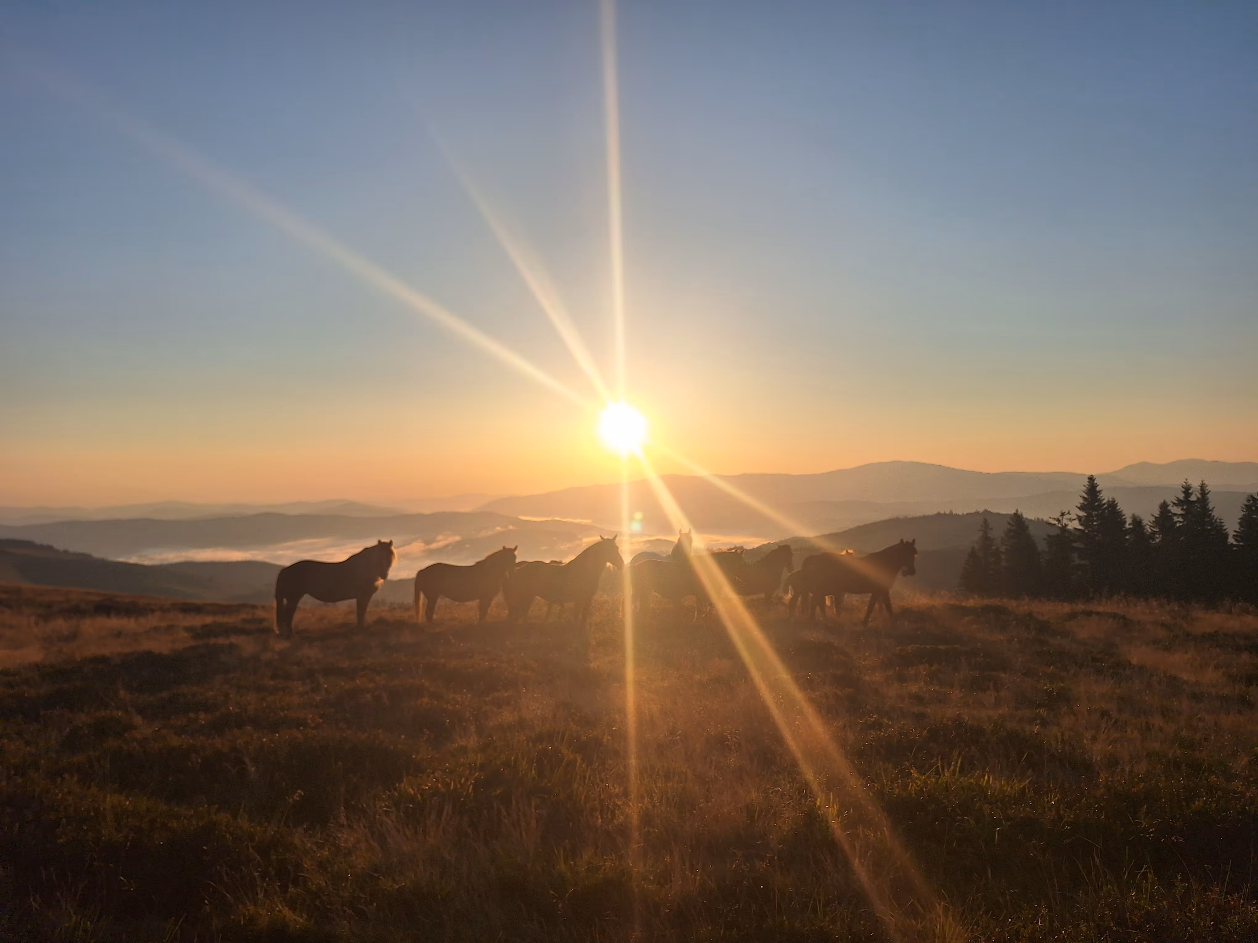 Pferde im Sonnenaufgang in der Berglandschaft während einer Geländewerk Offroad Reise | Offroad Touren & Offroad Reisen