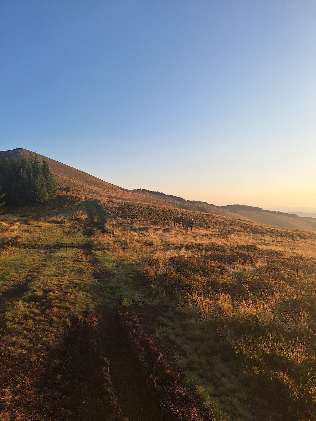 Offroad-Strecke durch eine Berglandschaft bei Sonnenaufgang mit Pferden in der Ferne | Geländewerk Offroad Touren & Offroad Reisen