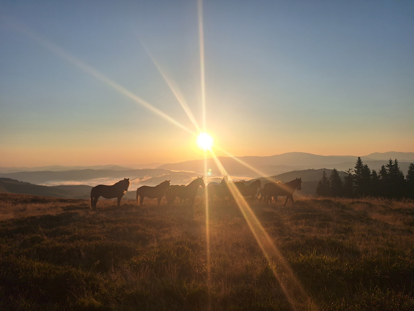 Pferdeherde im warmen Sonnenaufgang über den Bergen während einer Geländewerk Offroad Reise | Offroad Touren & Offroad Reisen