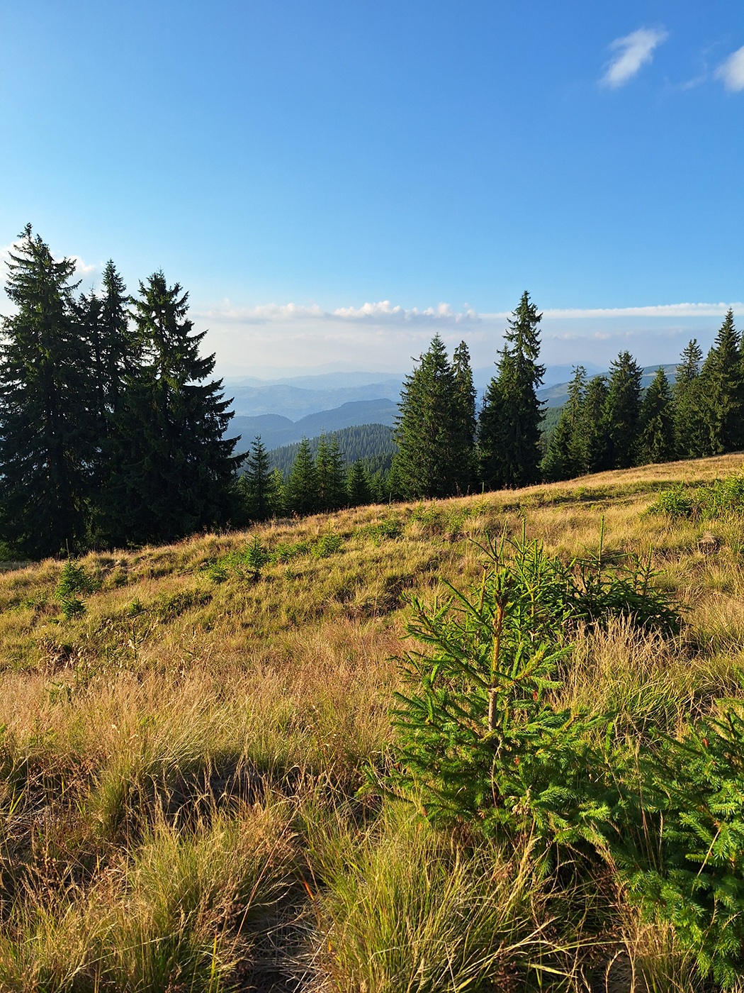 Berglandschaft mit Nadelwald und Grasflächen unter klarem Himmel | Geländewerk Offroad Reisen & Offroad Touren