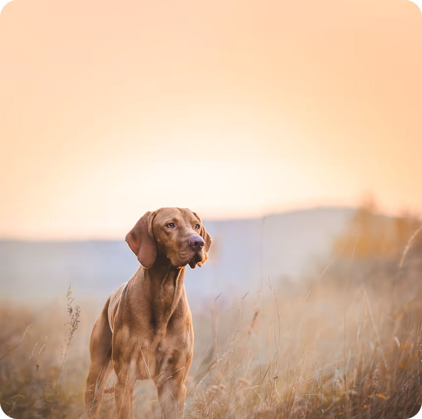 Brauner Hund steht aufmerksam in hohem Gras bei Sonnenuntergang.