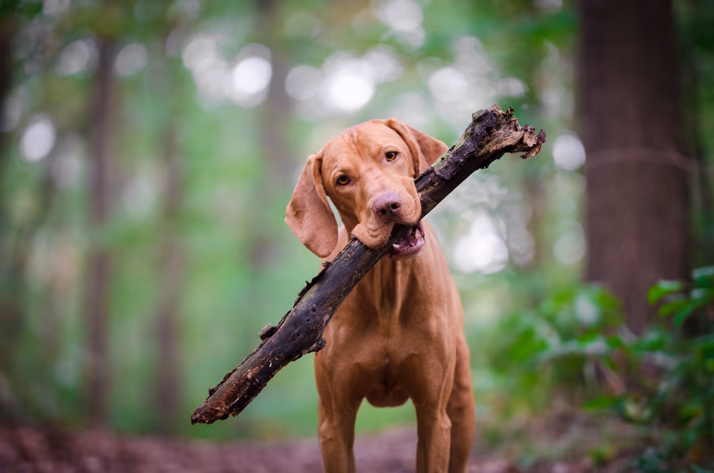 Brauner Hund hält großen Ast im Maul in einem Wald.