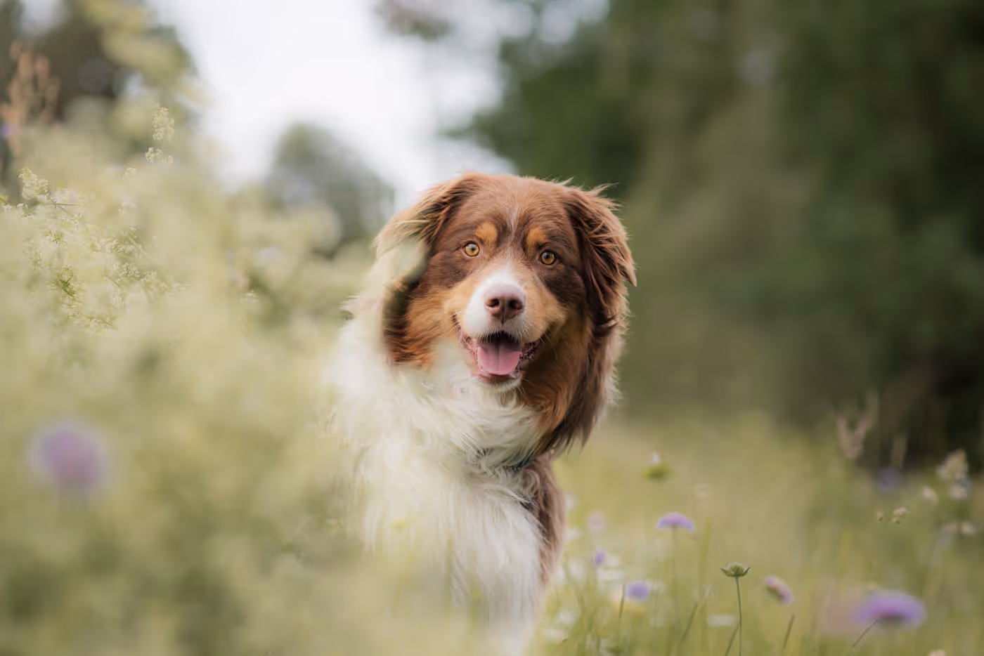 Fröhlicher braun-weißer Hund mit langem Fell steht in einer blühenden Wiese.