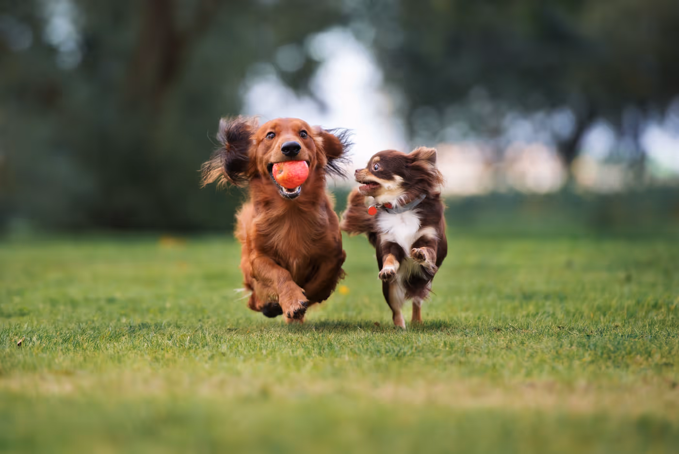 Zwei Hunde, ein großer mit einem roten Ball im Maul und ein kleinerer, die zusammen auf grünem Grasrennen.