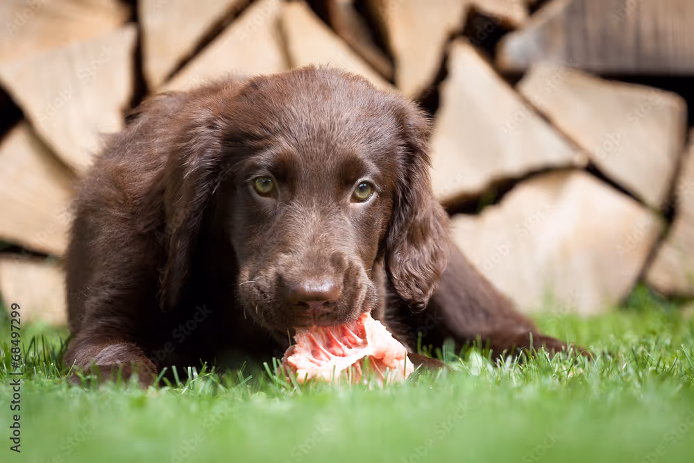 Brauner Welpe liegt im Gras und kaut auf einem rohen Knochen.