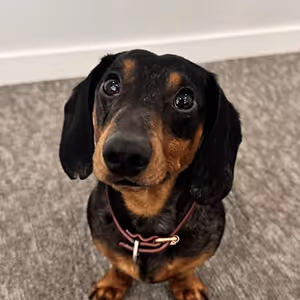 BookSpot's office dog, Dexter.