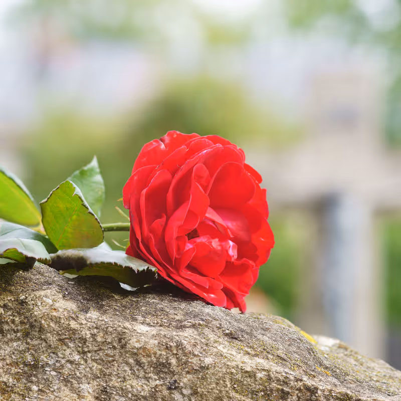 Rose auf einem Stein