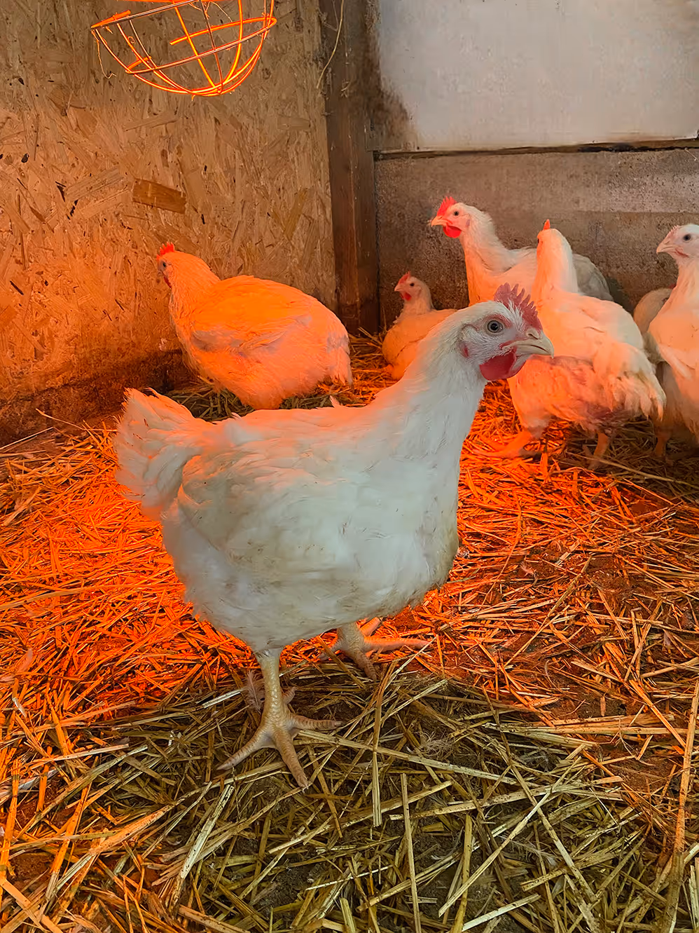 Hühnchen vom Bauer Bensheim