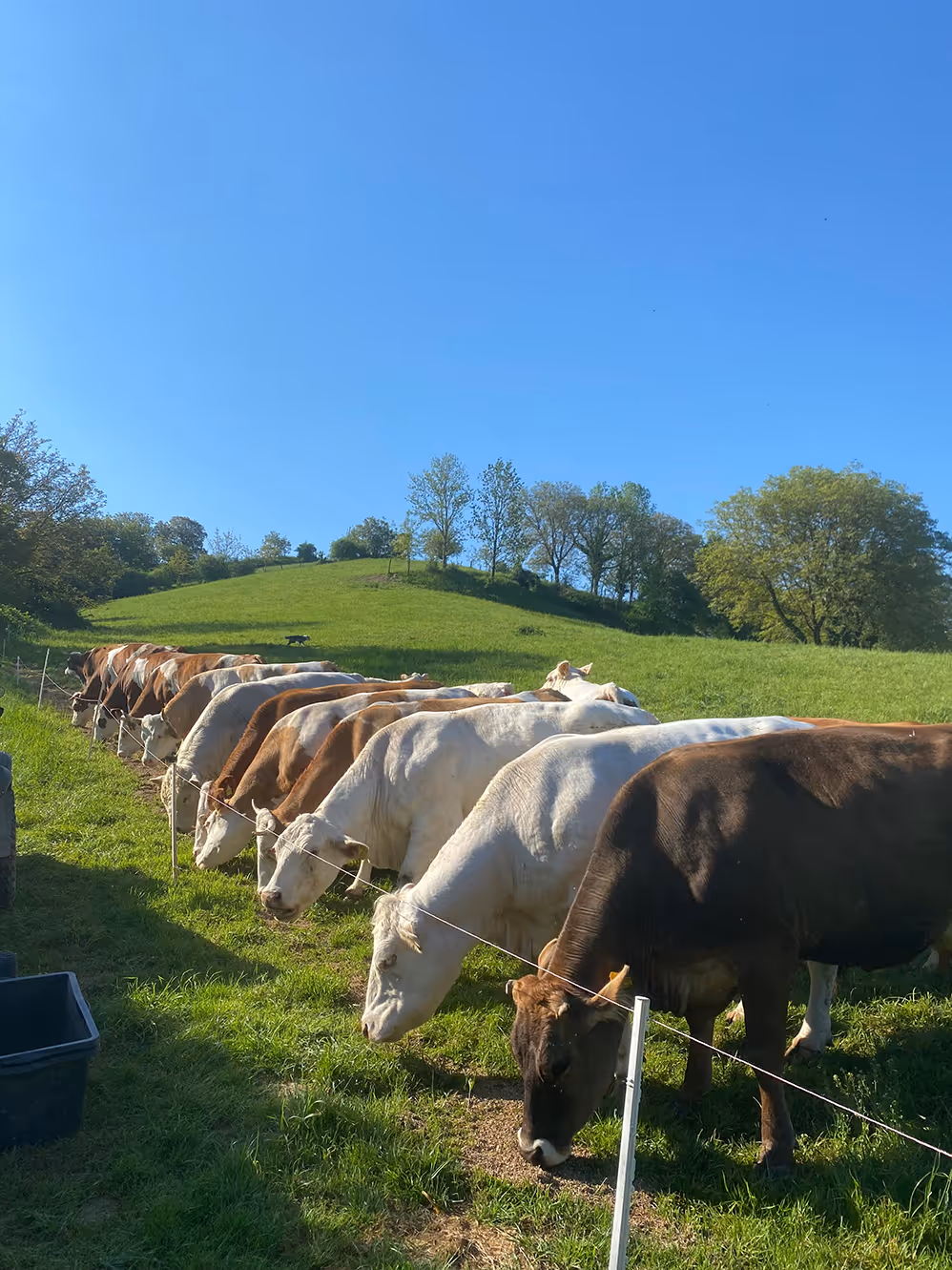 Rindfleisch aus Bensheim vom Bauer