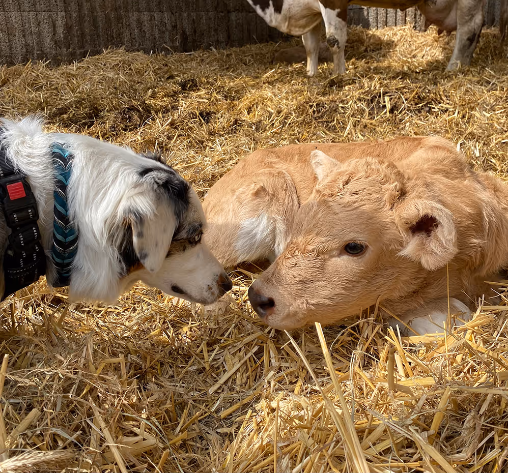 Ein Hund und ein Kalb