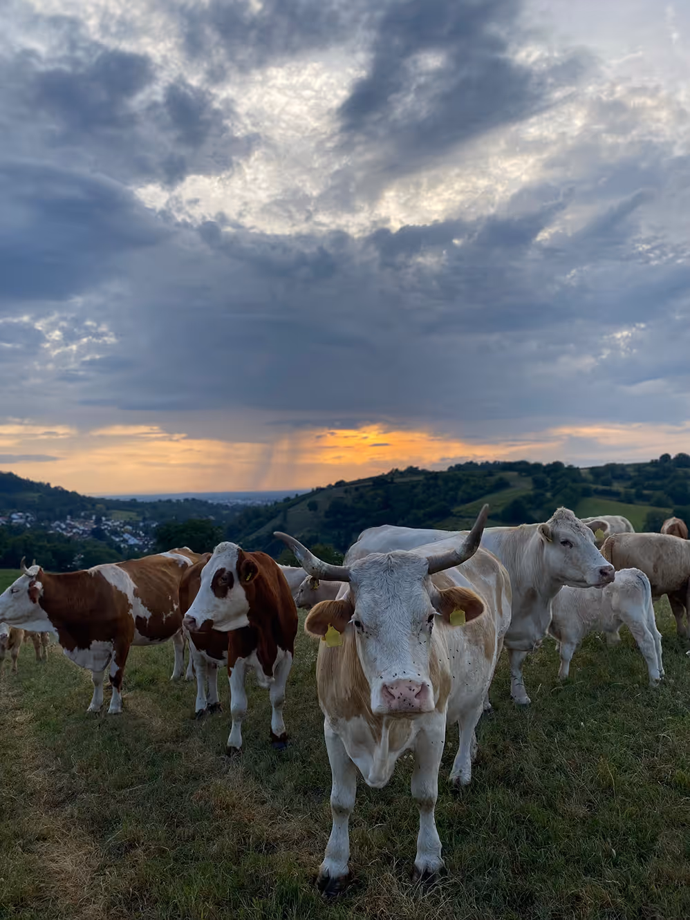 Fleisch von Robin Weber