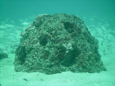 Create life in the sea with eternal reefs, its fun way to help nature and its "customers"