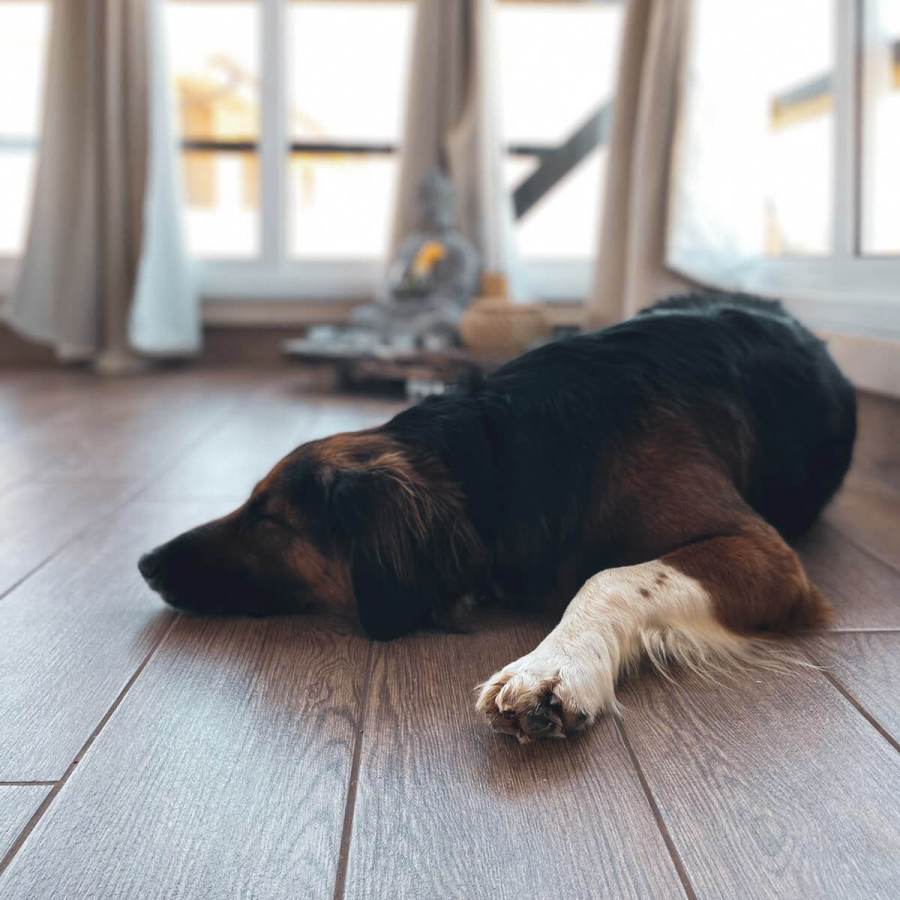 Peaceful dog resting indoors at Floripa Yoga and Surf House in Sicily, showing the calm and homey atmosphere of the retreat