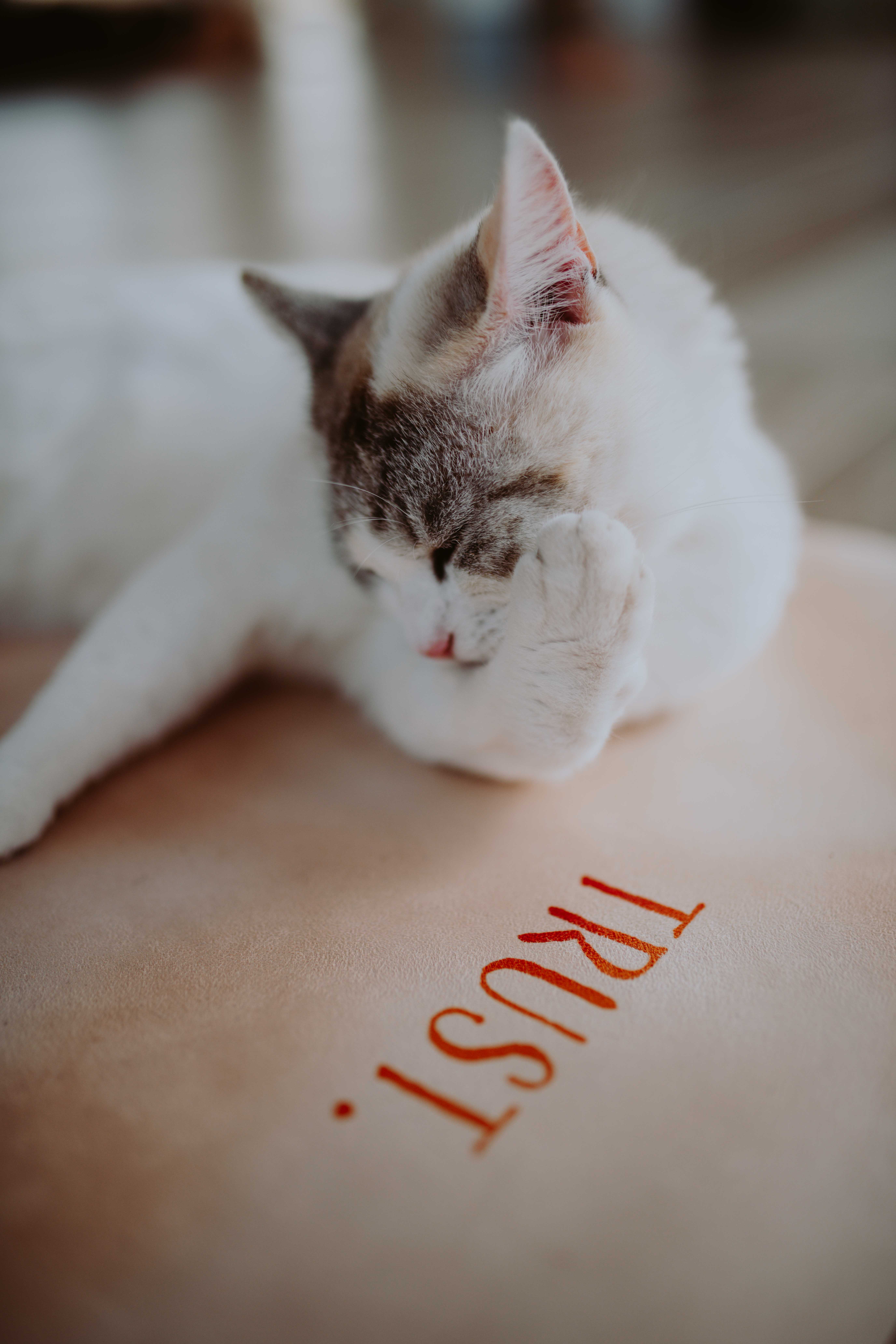 Resting cat on TRUST cushion at Floripa Yoga Retreat in Sicily, symbolizing peace, comfort, and a relaxing home-like atmosphere
