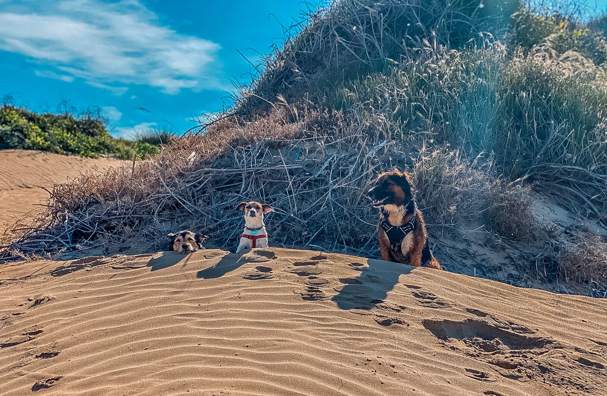Three dogs relaxing on beach sand dunes near Floripa Surf and Yoga Retreat in Sicily, showing the pet-friendly and nature-connected atmosphere