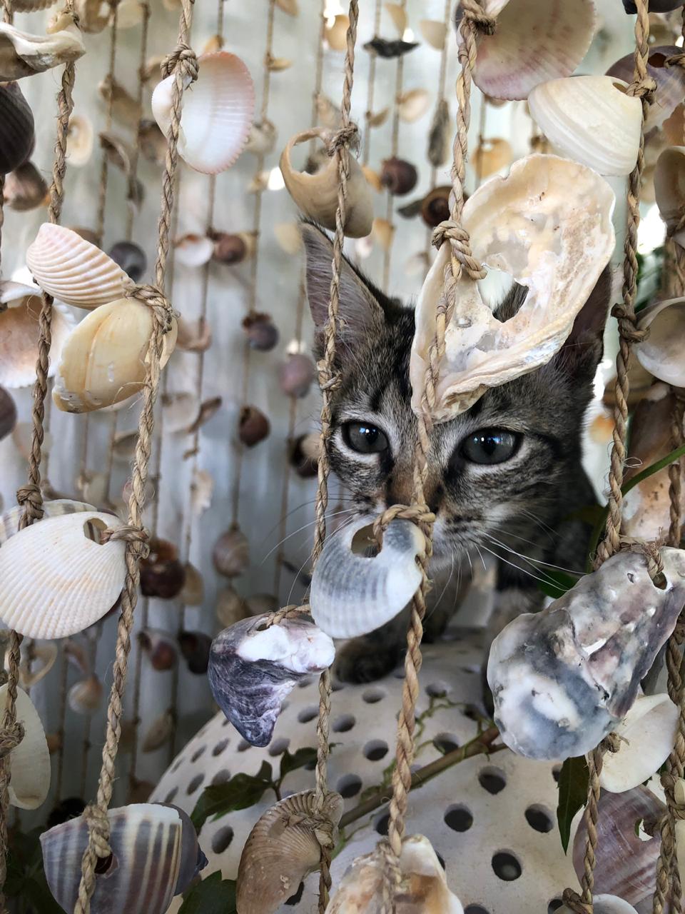 Cat peeking through a curtain of seashells at Floripa Surf and Yoga House in Sicily, combining beach style and cozy retreat atmosphere