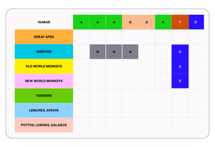Table showing genetic base pairs for humans, great apes, gibbons, old world monkeys, new world monkeys, tarsiers, lemures, and pottos, with humans having bases A, A, A, G, G, A, T, C and gibbons showing N, N, N and C.