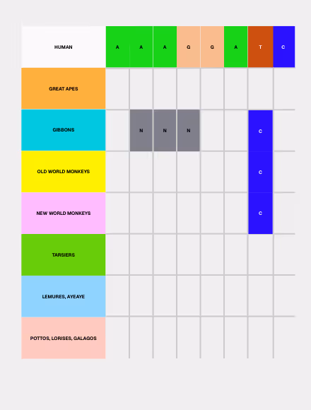 Grid comparing genetic markers across primate groups with rows labeled Human, Great Apes, Gibbons, Old World Monkeys, New World Monkeys, Tarsiers, Lemures, AyeAye, and Pottos, Lorises, Galagos; columns show nucleotide letters A, G, T, C with Human row highlighted in green, orange, brown, and blue squares, and Gibbons row showing gray squares with letter N.