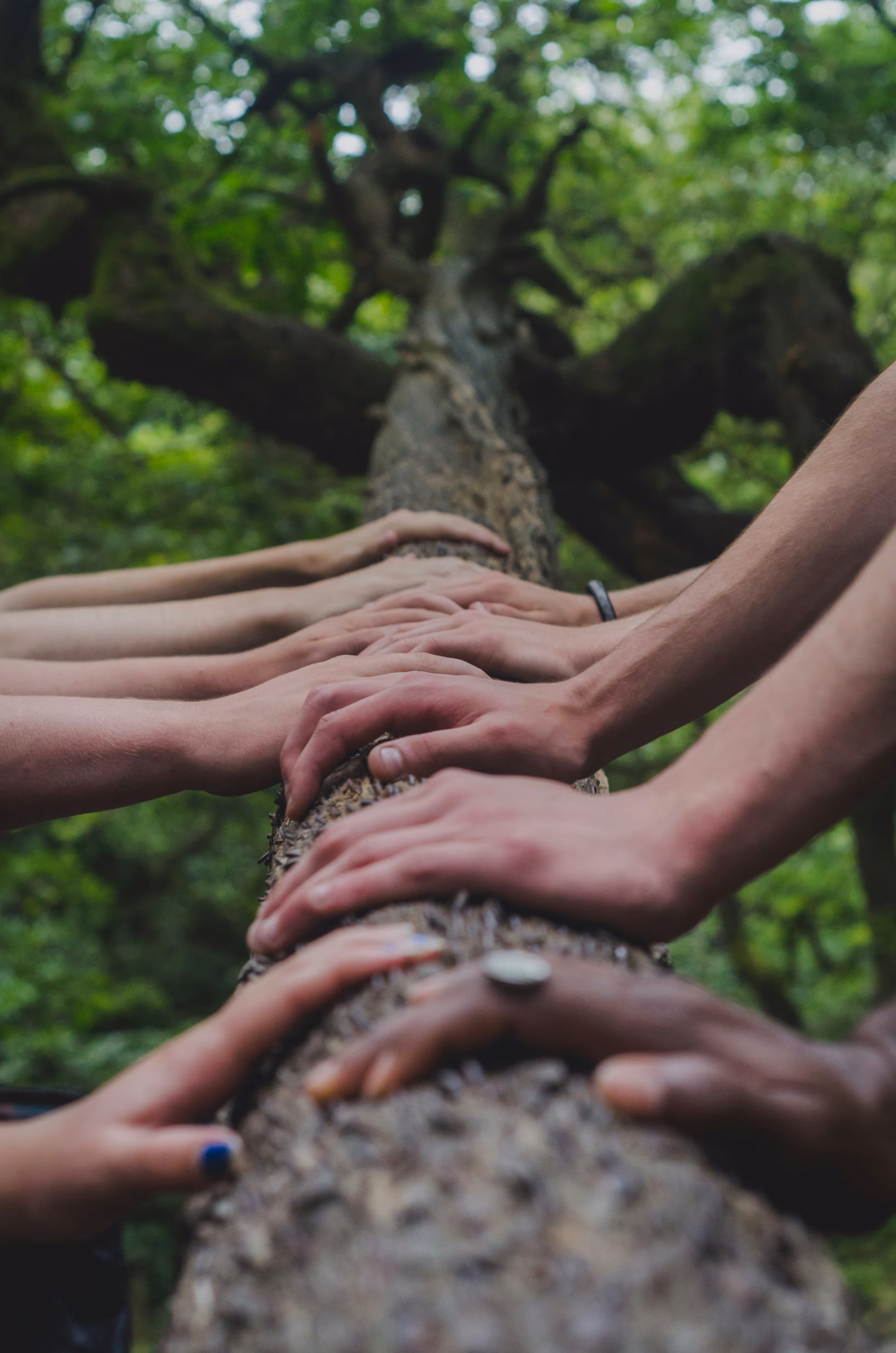 Multiple hands of diverse individuals placed on a tree trunk in a forest.