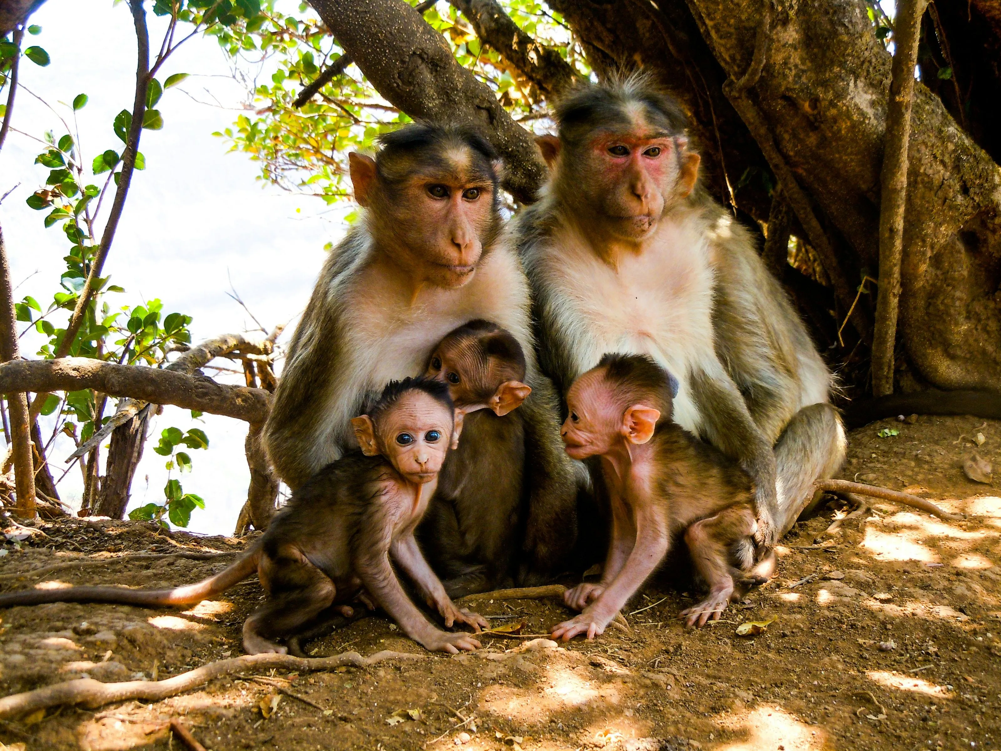 Macaque mother with infants