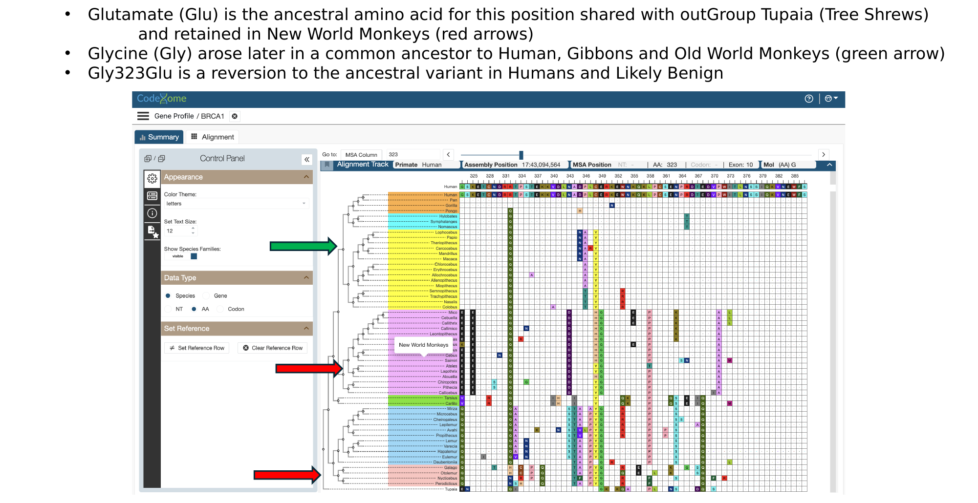 Primate phylogenetic tree with arrows marking where glutamate (ancestral) and glycine (derived) states occur at BRCA1 position 323