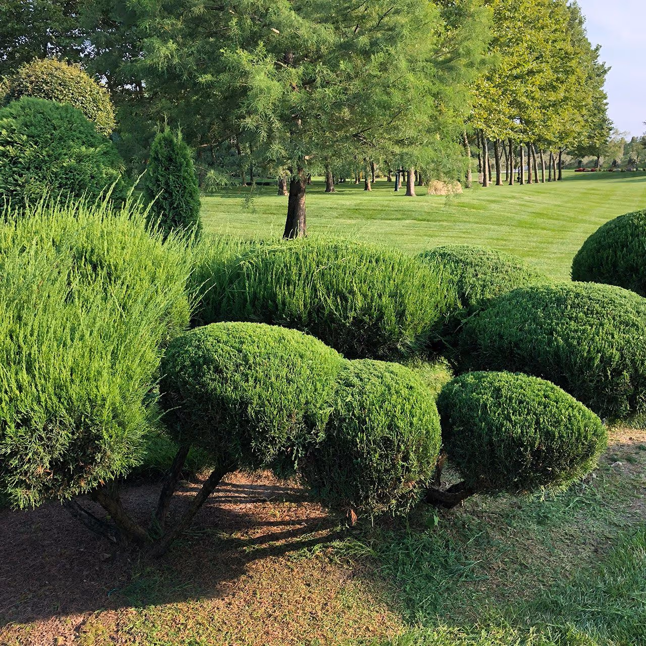 Neatly shaped shrubs maintained by Lakewood Landcare