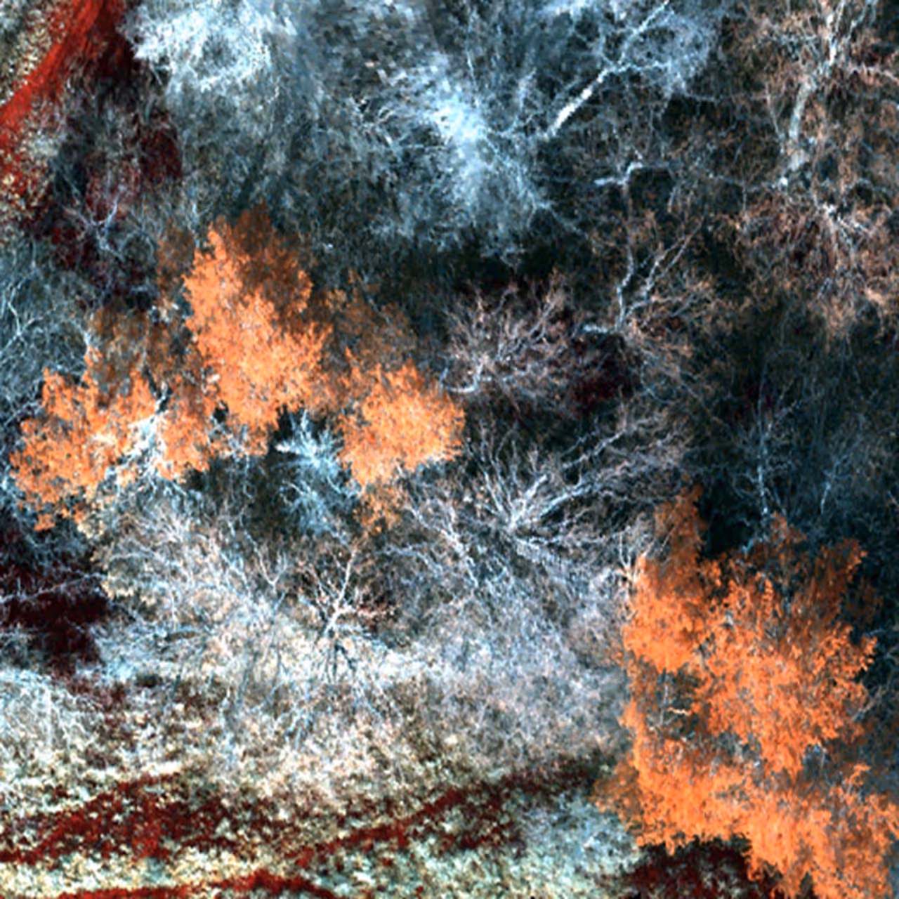 Aerial view of a patch of trees with some showing orange foliage among mostly leafless trees.
