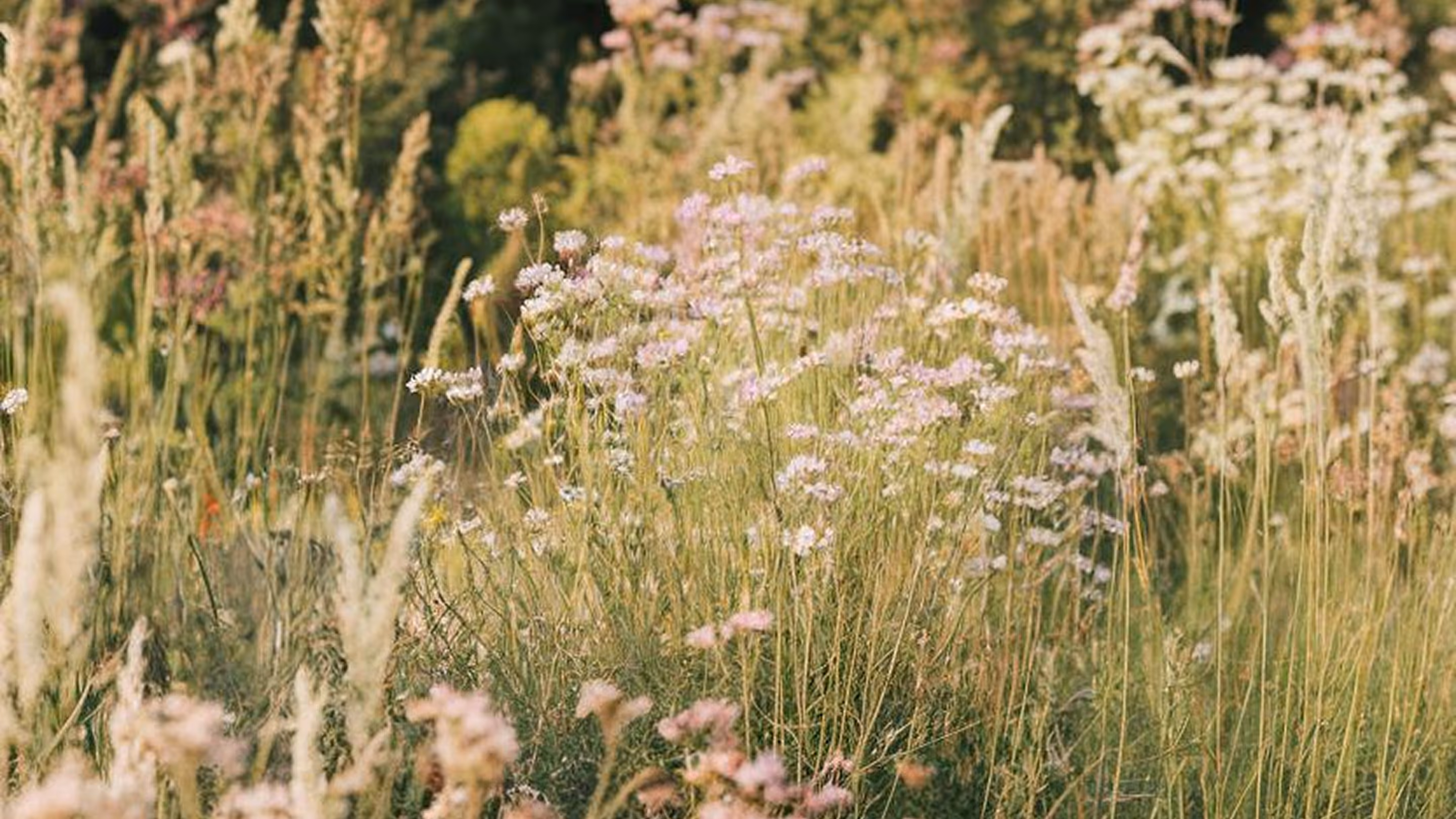 Sunlit meadow with tall grasses and clusters of small pink and white wildflowers.