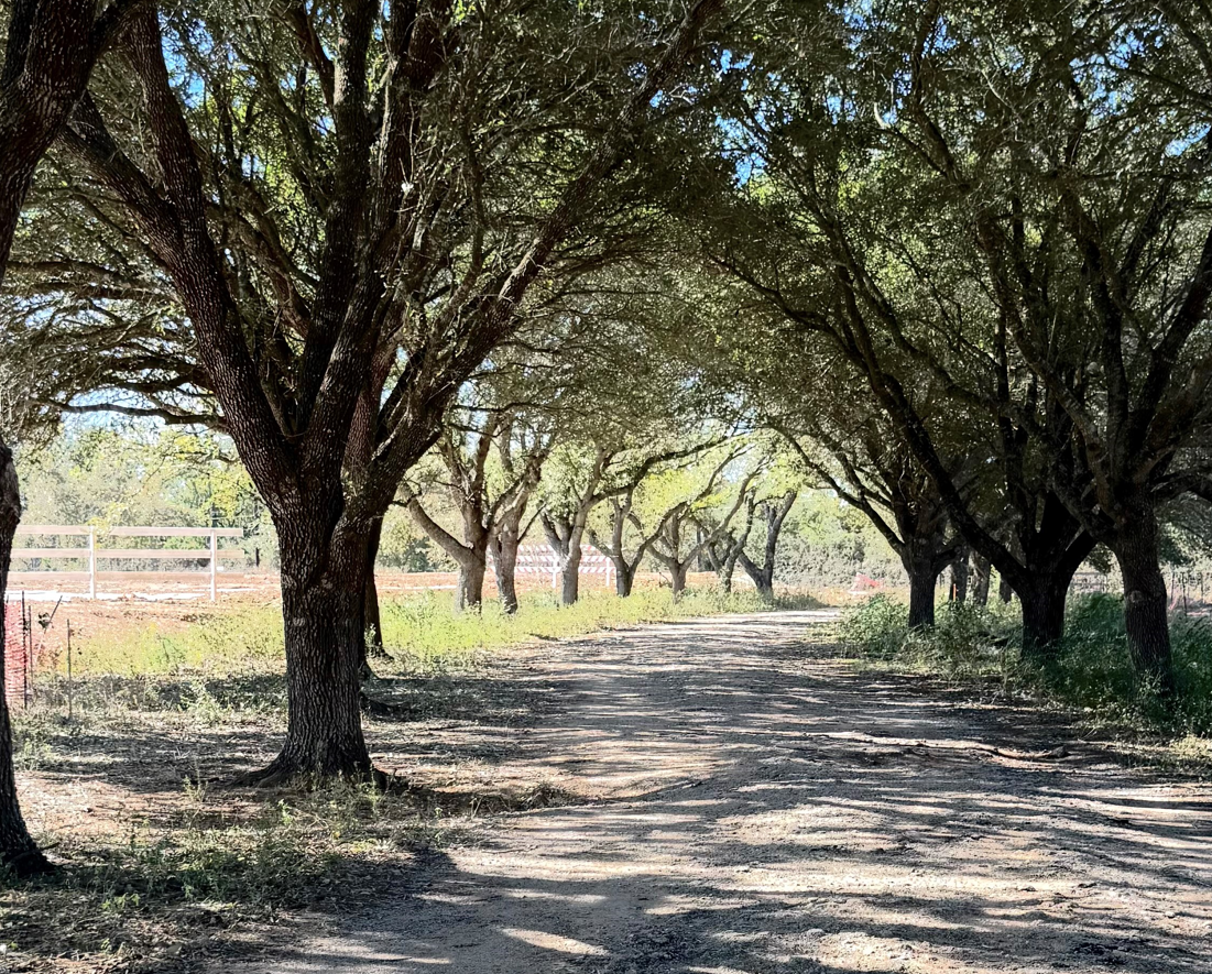 Tree parks with half century old trees.