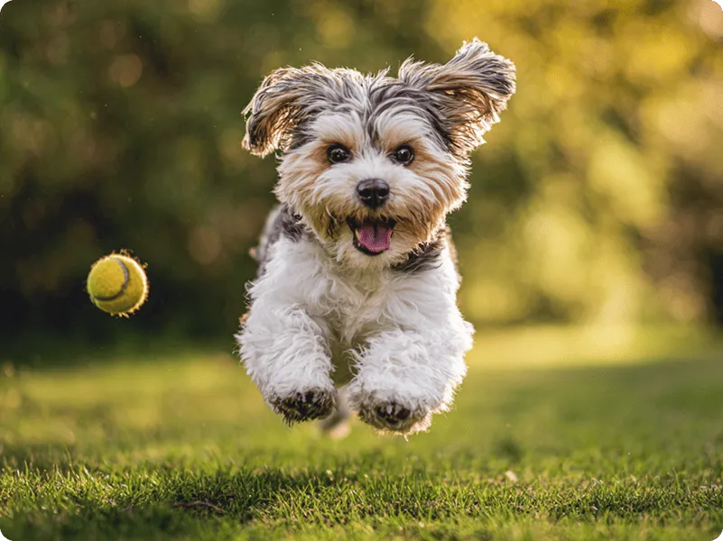 Small fluffy dog joyfully running on green grass toward a tennis ball in mid-air.