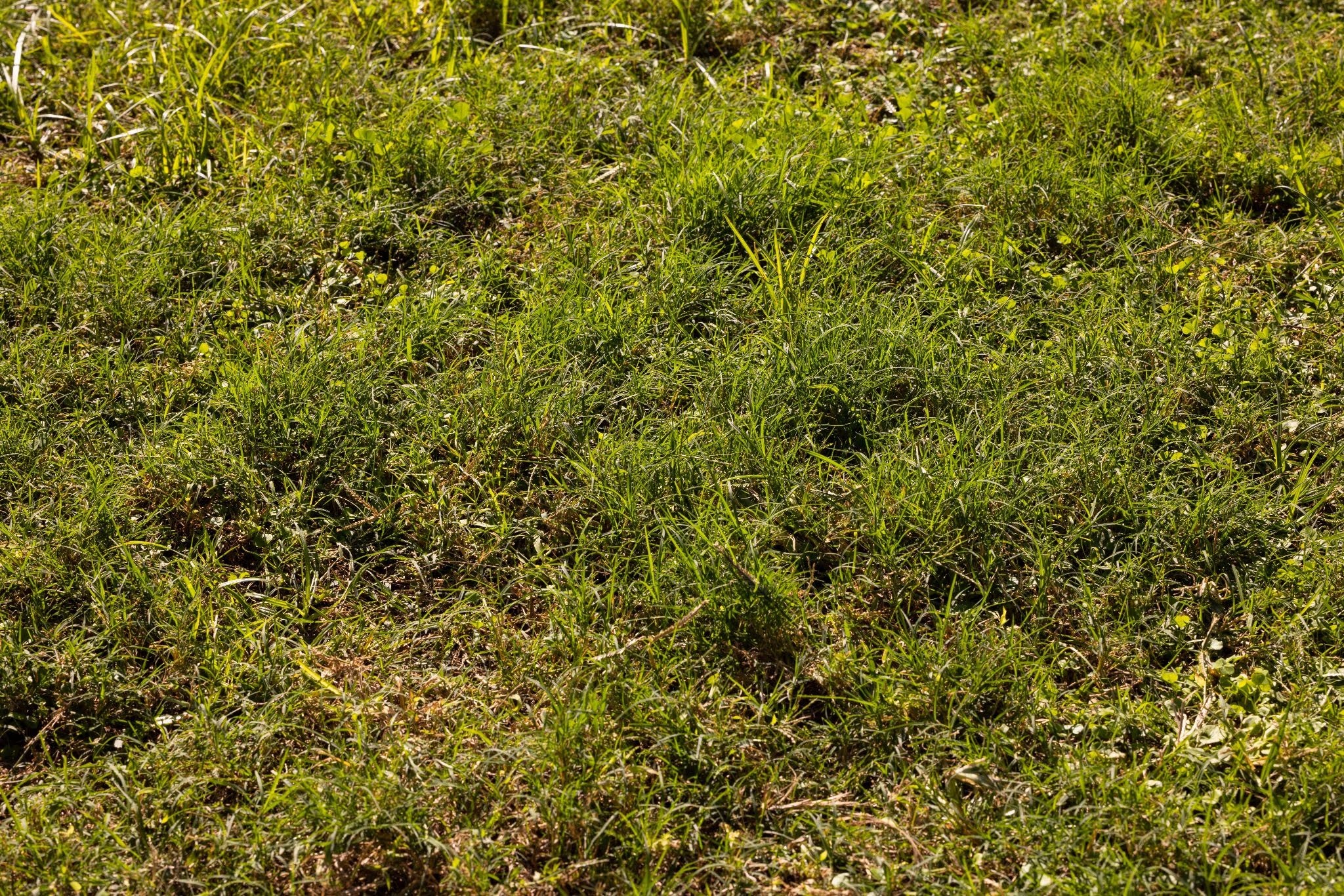 Patchy lawn with thin grass