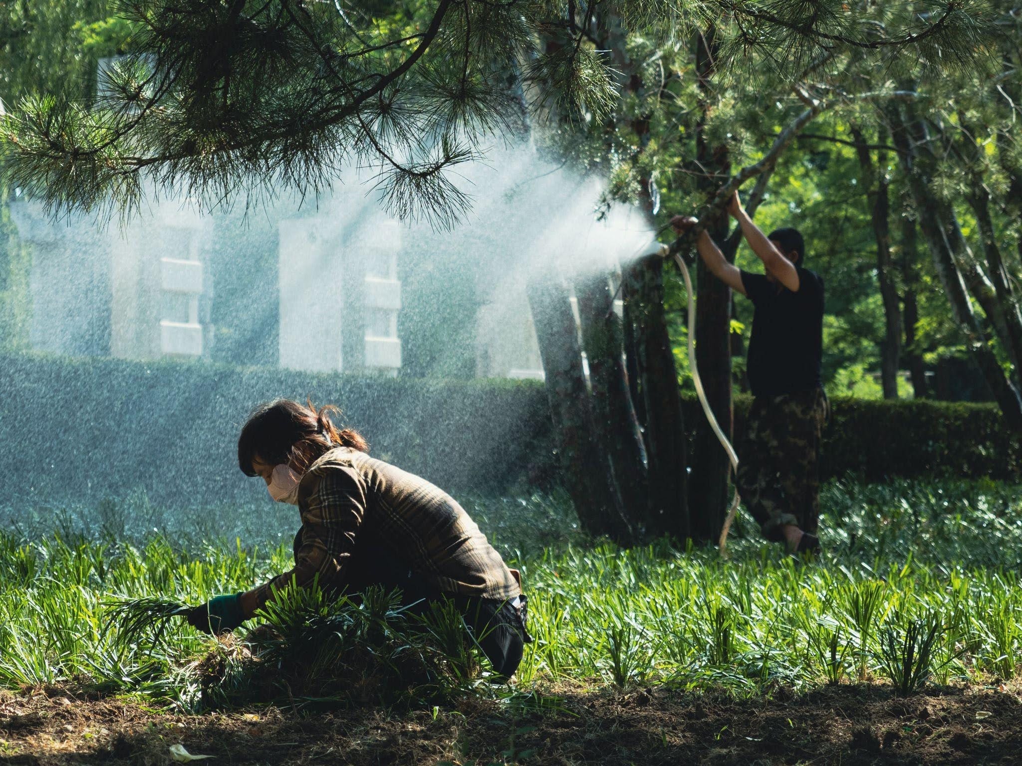 Professional lawn fertilization treatment on a healthy green lawn