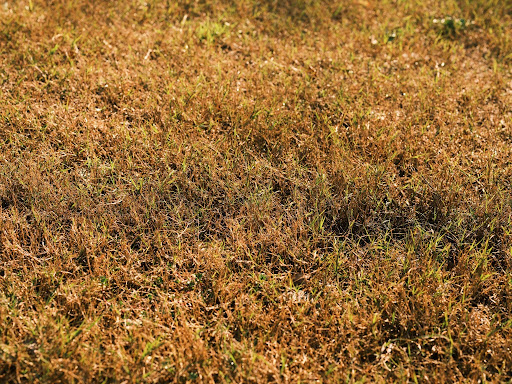 Lawn with yellow and thin grass showing signs of nutrient deficiency