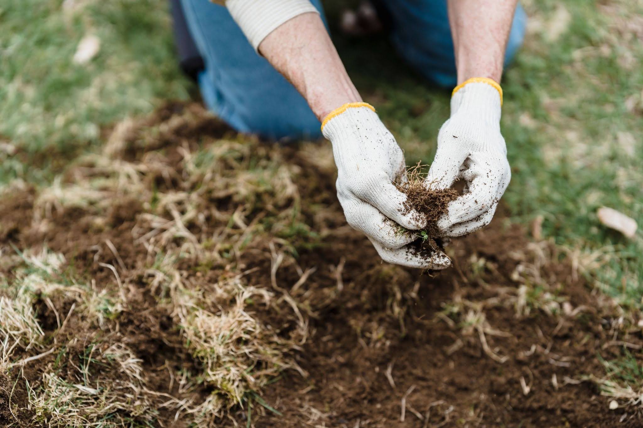 Lawn soil testing and early spring lawn care preparation