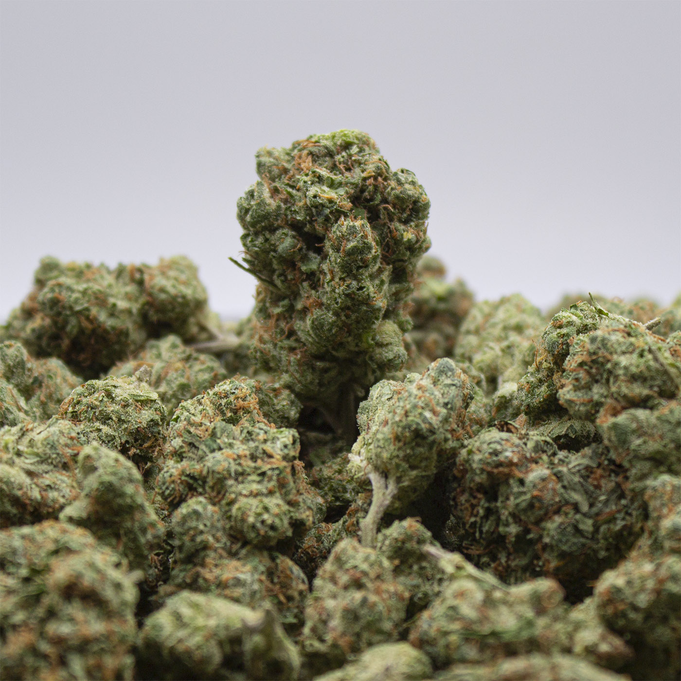 Upright Wonderbread THCa flower bud surrounded by a pile of buds