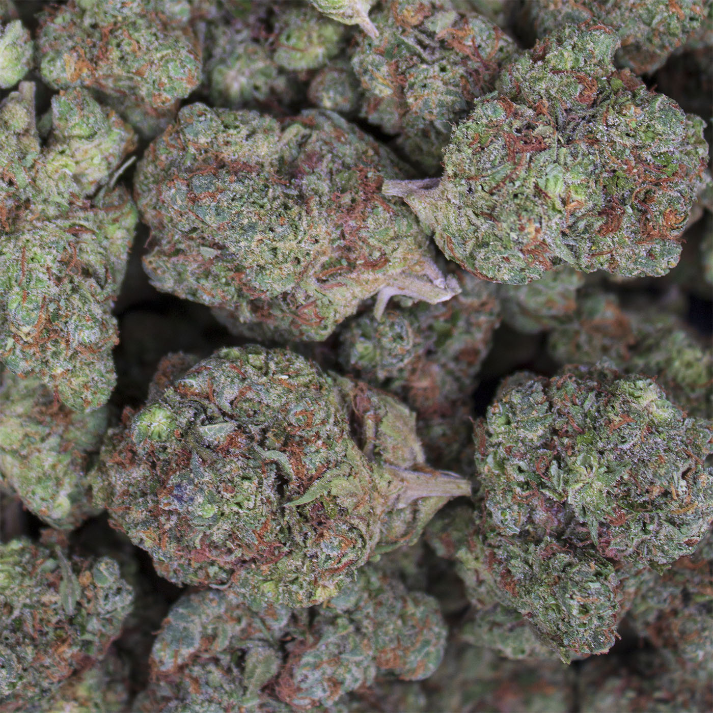 Overhead close-up of Wonderbread THCa flower buds filling the frame
