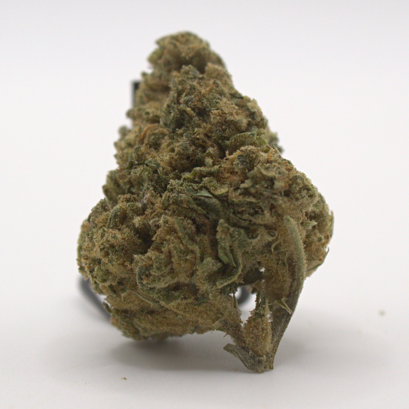 Lifted Flower: Gelato