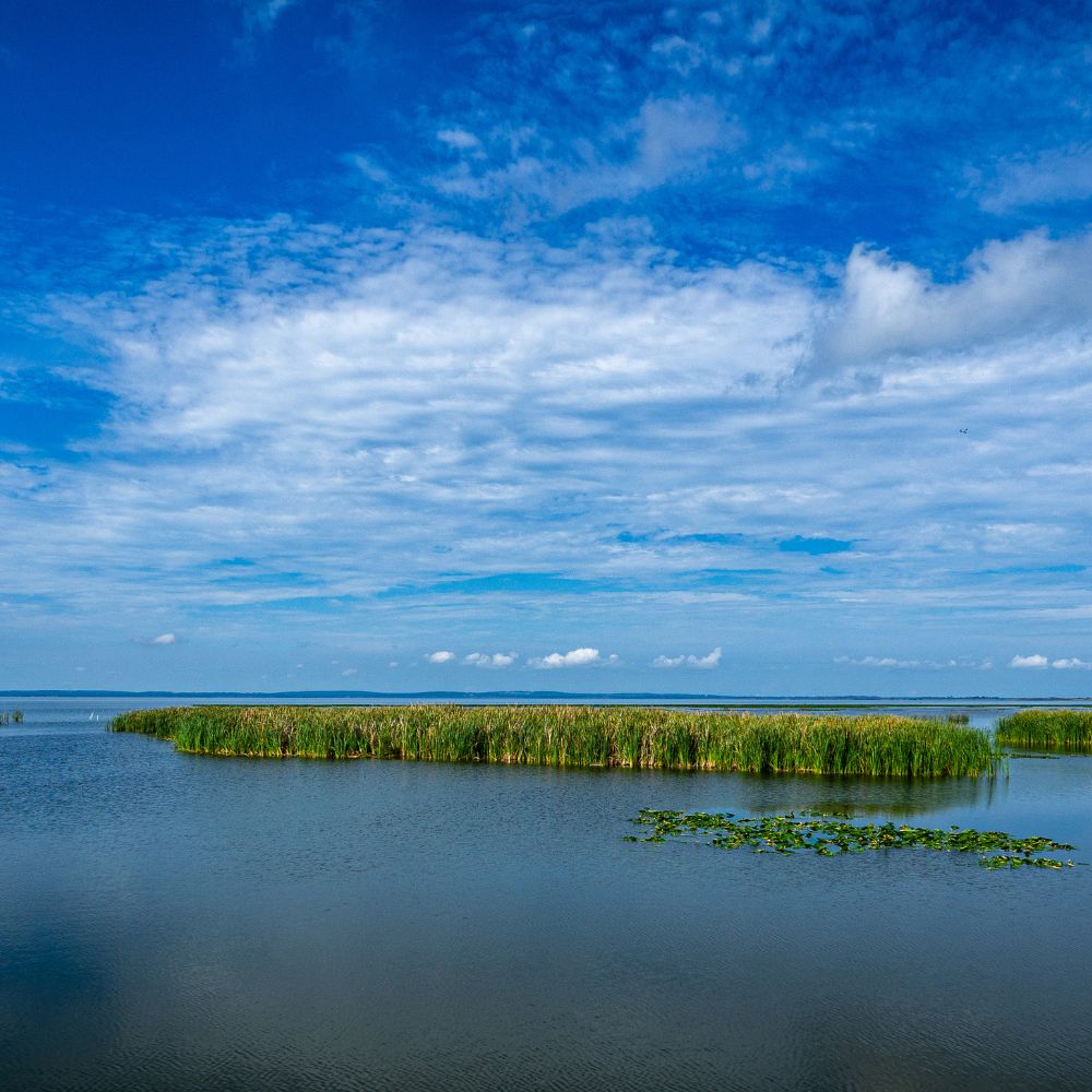 Wide view of Lake Apopka with a patch of reeds and lily pads under a blue sky in Apopka, Florida