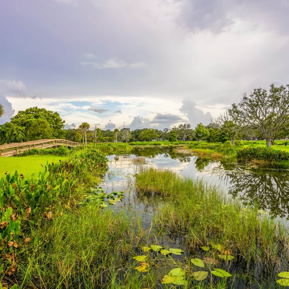 Wooden footbridge over a pond with water lilies and tall grass under a cloudy sky