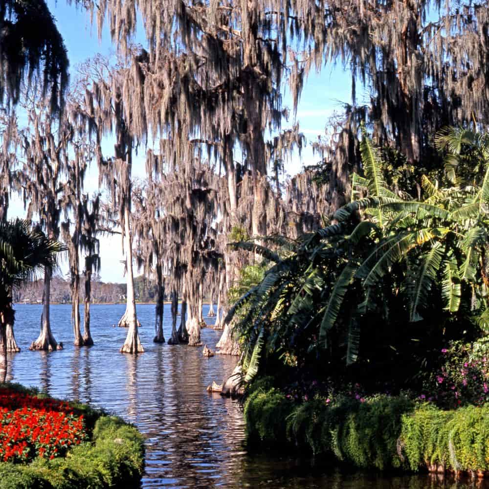 Cypress trees draped in Spanish moss along a Central Florida lake