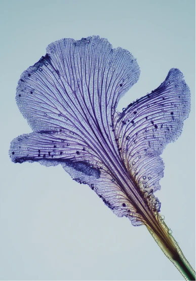 A purple flower with water drops on it.