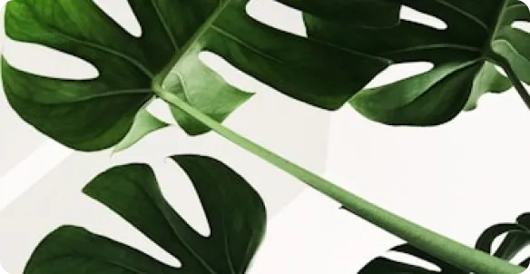 A close up of a green plant with large leaves.