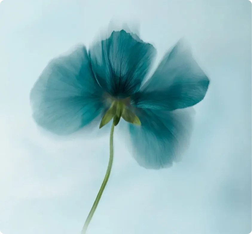 Pixen - Webflow Template Image