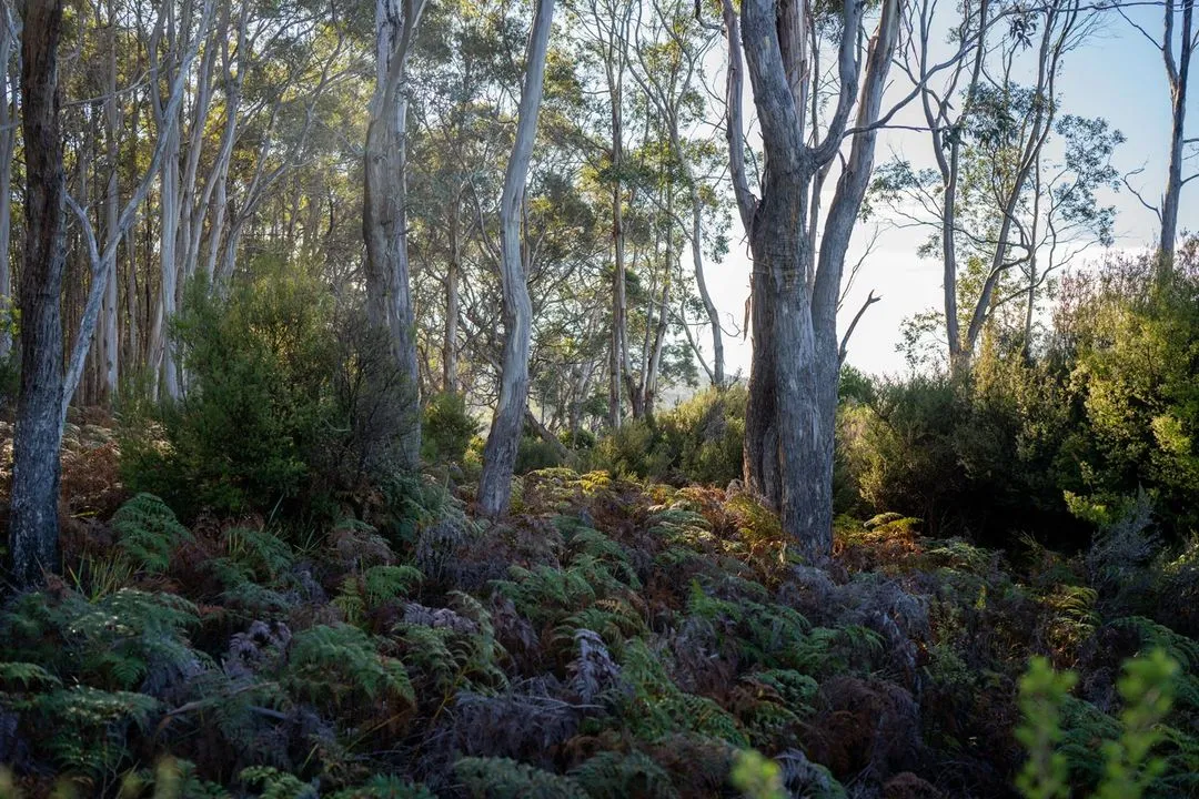 Ecological advancement