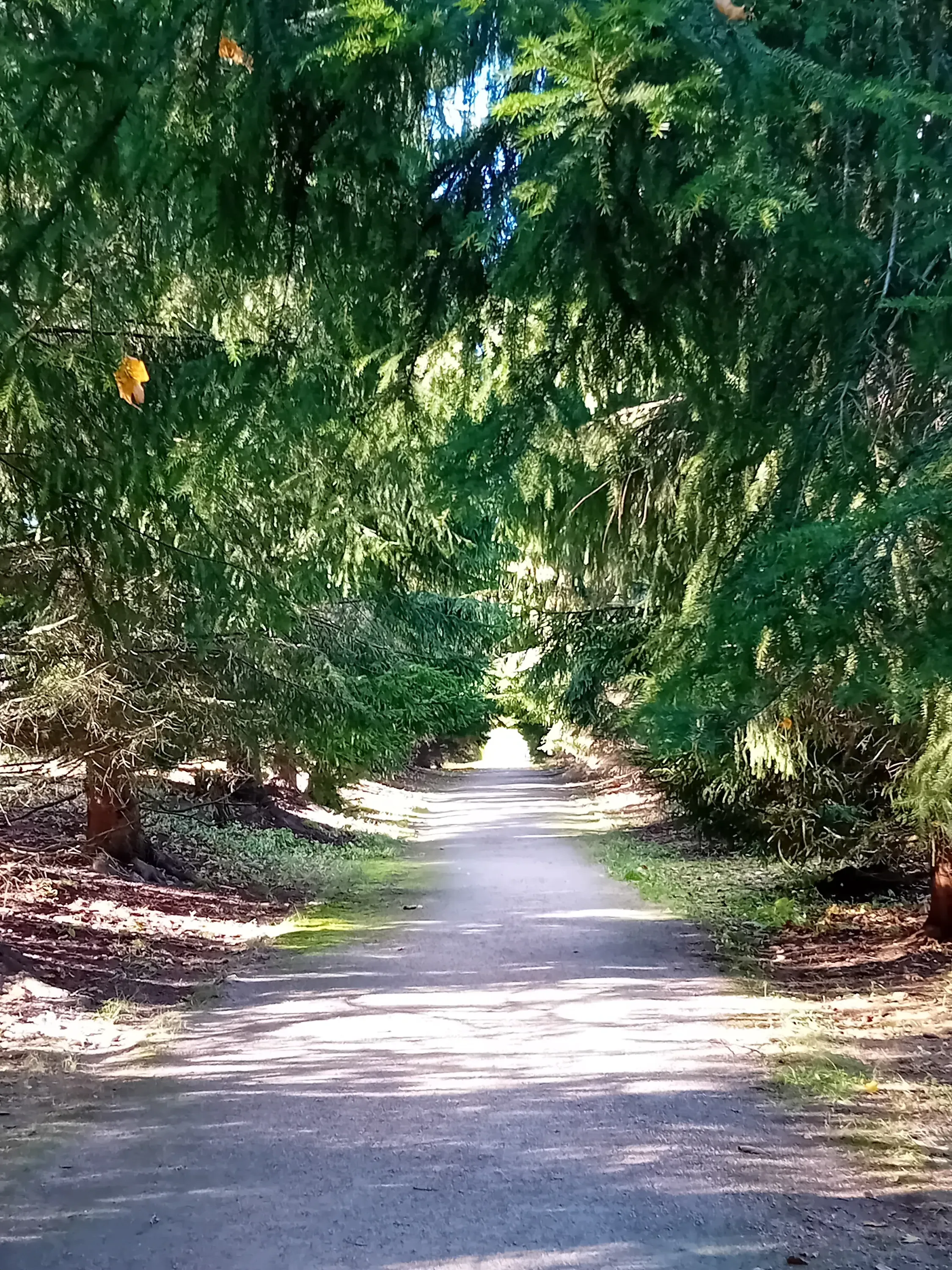 Polku kulkee vihreiden puiden tunnelin läpi, valoisa päässä. Maassa on varjoja ja lehtiä.