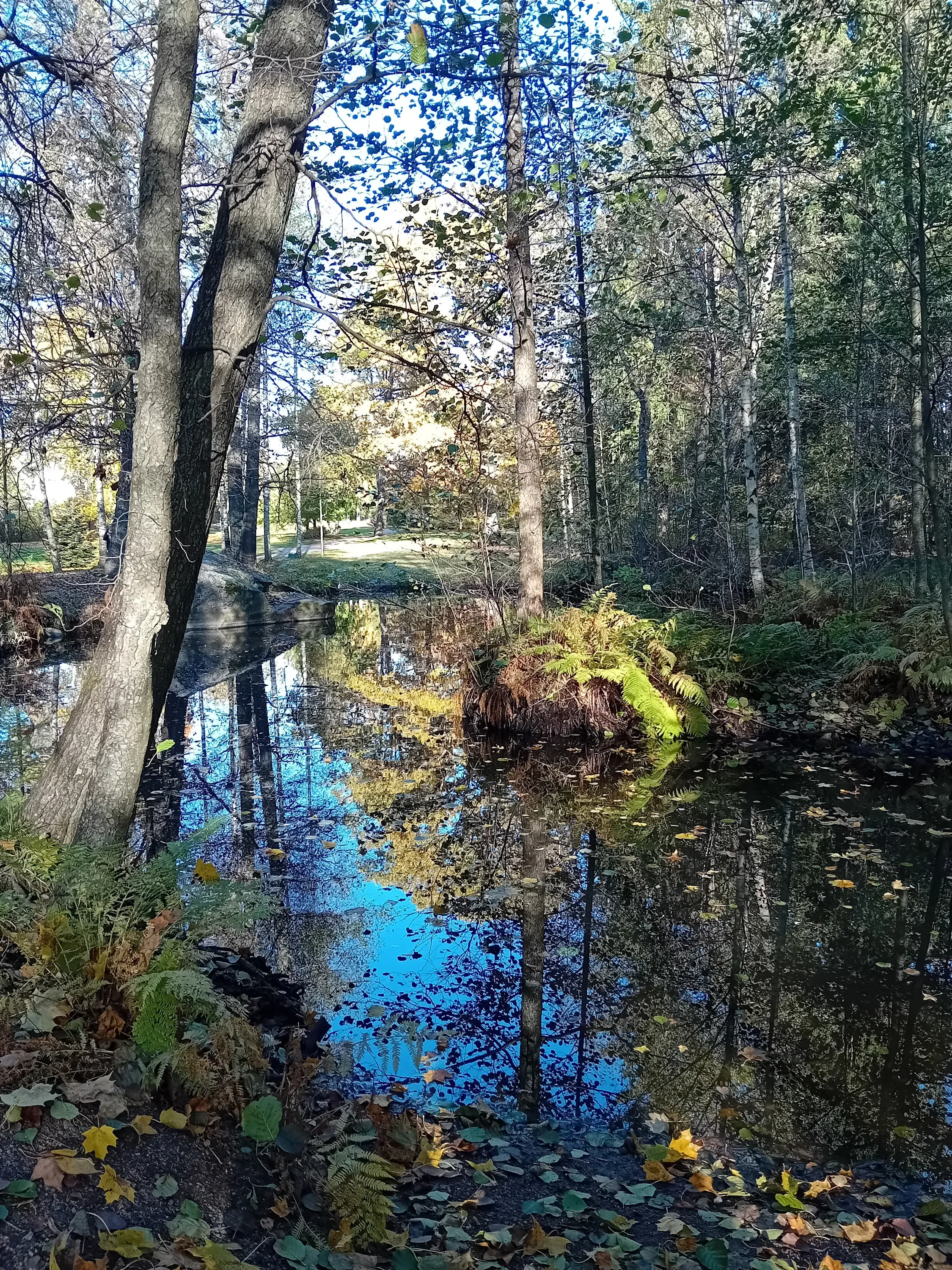 Syksyinen metsä ja lehdet heijastuvat kirkkaassa järvivedessä.