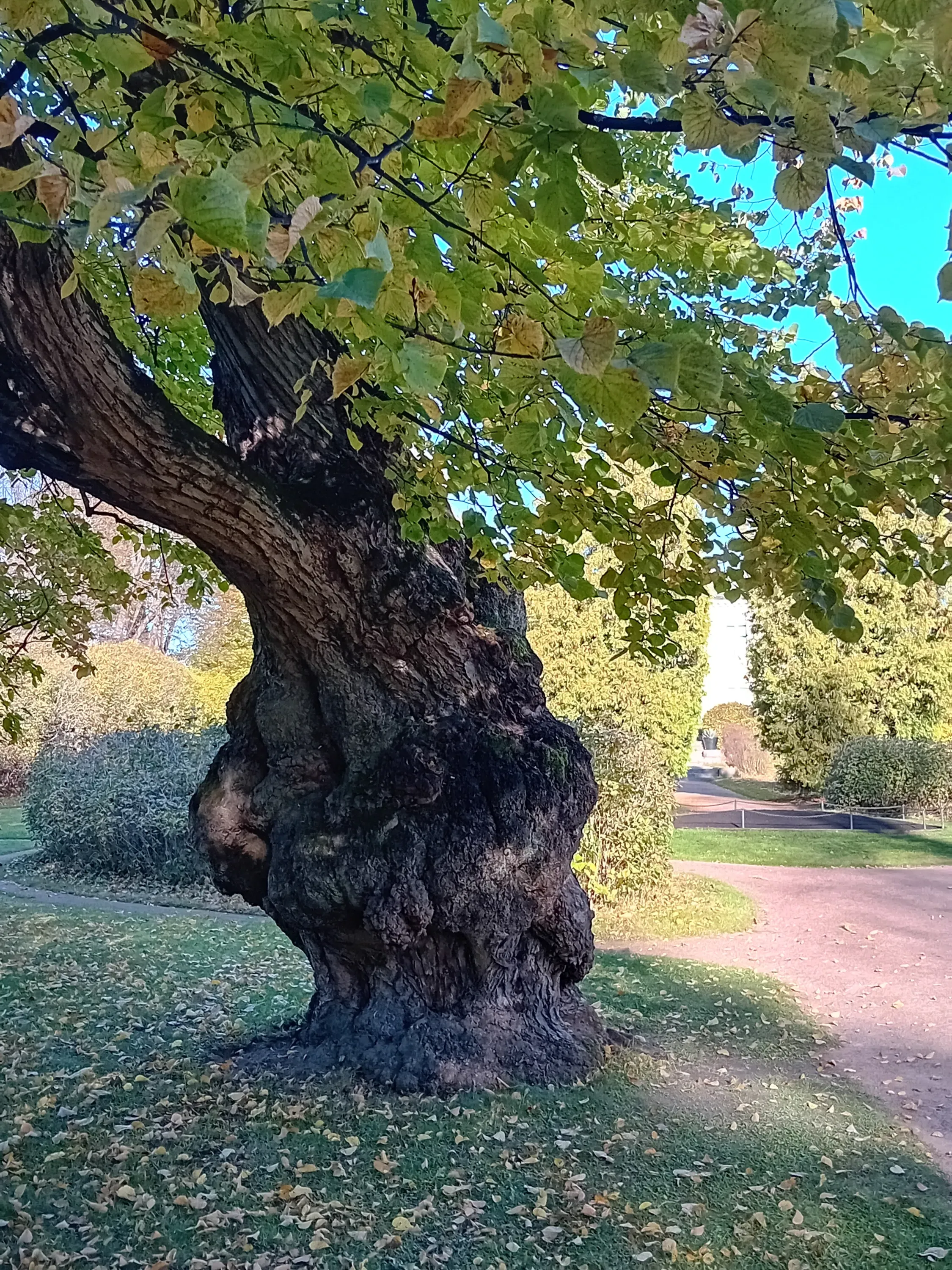 Vanha, paksu puu puistossa, jossa on vihreitä ja keltaisia lehtiä, ja maassa on pudonneita lehtiä. Taustalla näkyy polku ja muita puita. Aurinkoinen sää.