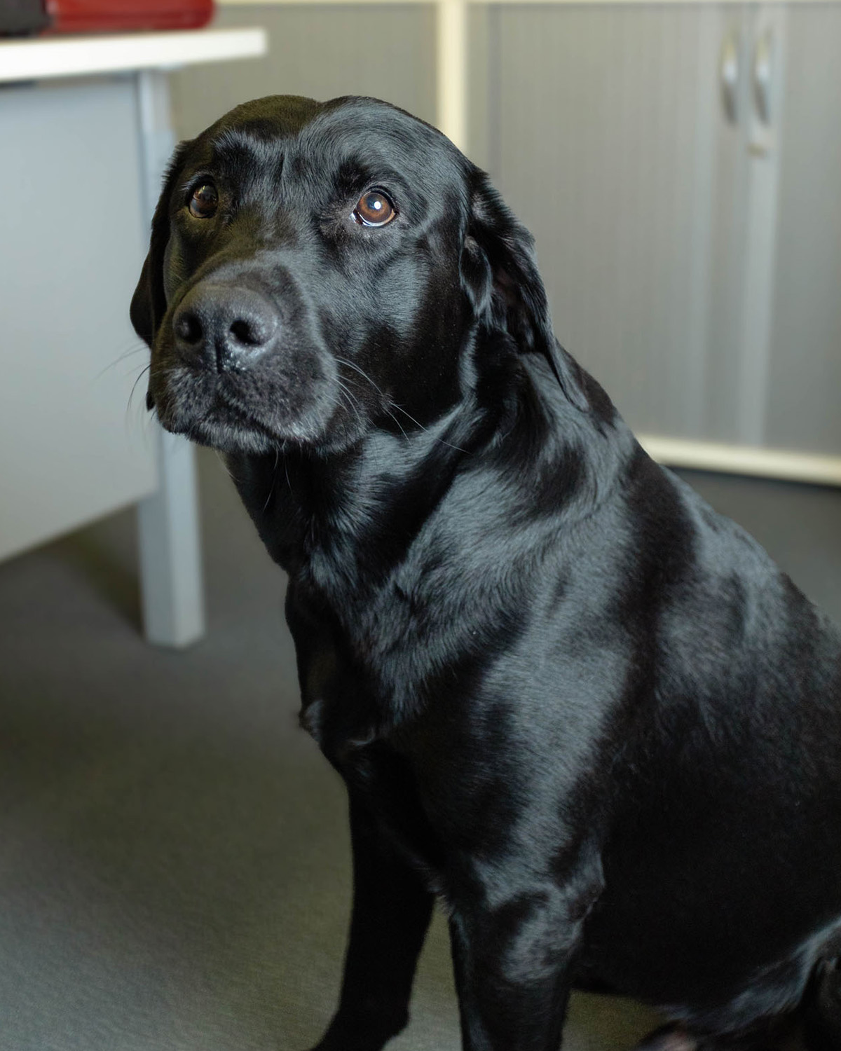 Schwarzer Labrador mit glänzendem Fell sitzt in einem Raum und schaut aufmerksam.