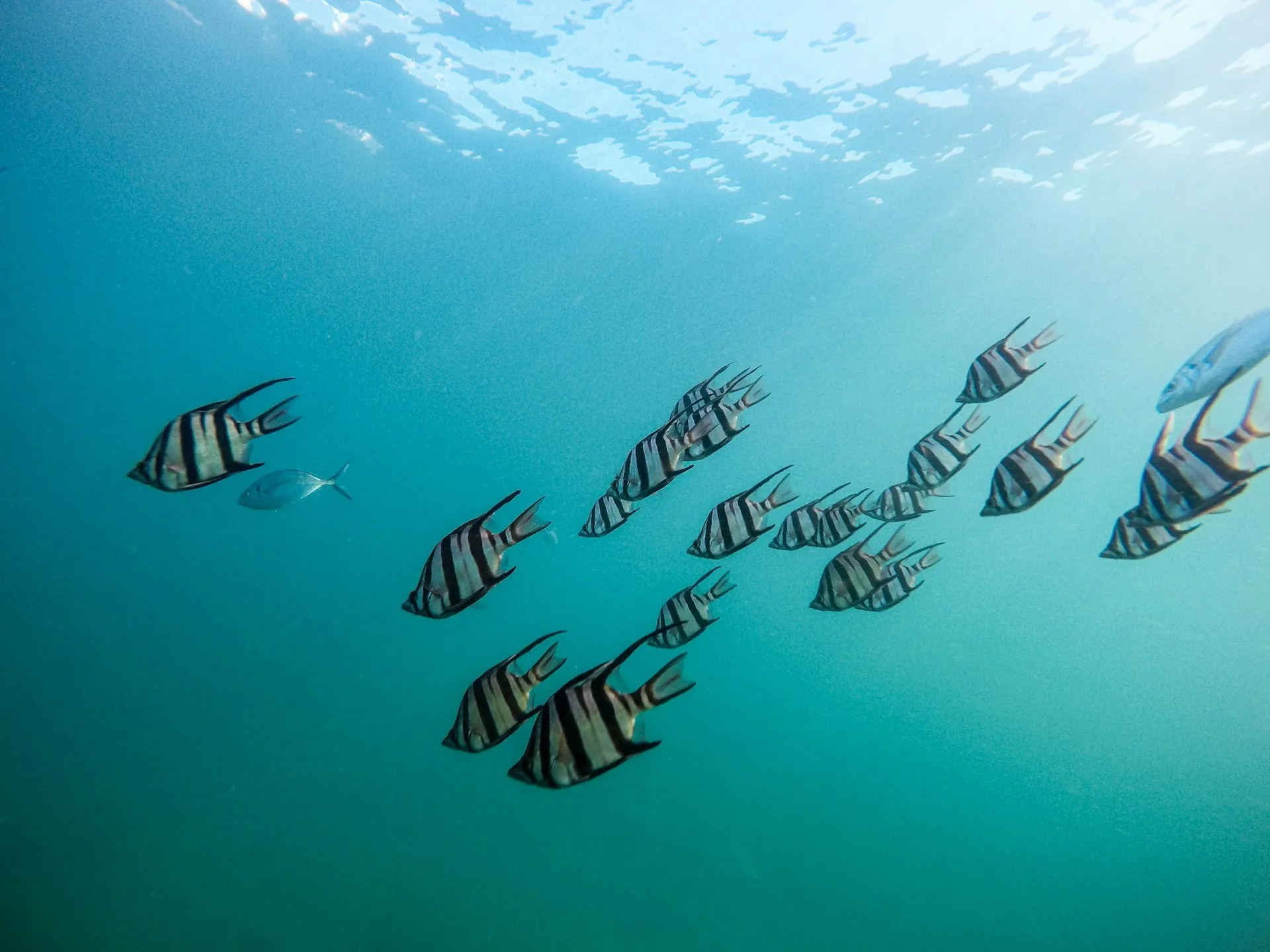 grey-school-of-fish-under-water