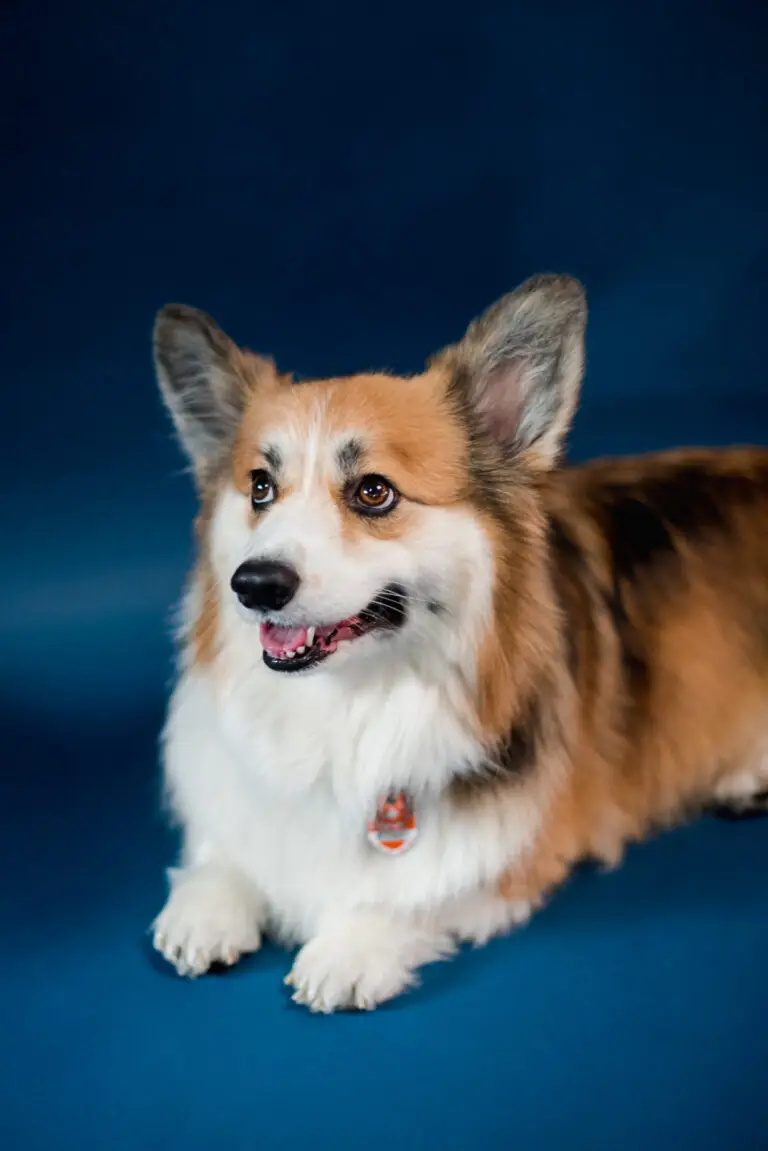 Max the Dog